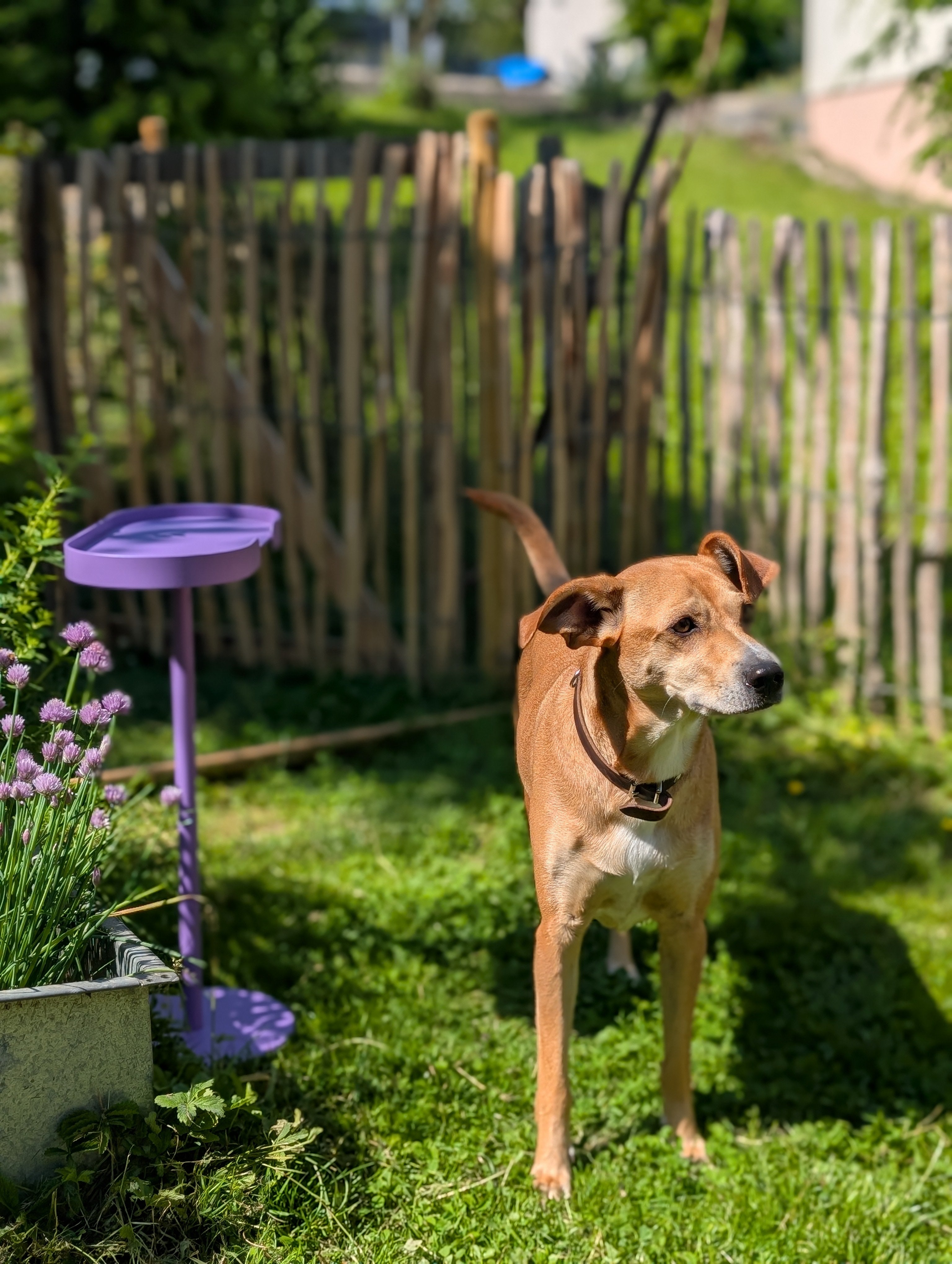 Beistelltisch aus Metall von Siqual Design im Garten mit Hund in harmonischen Farben für den Outdoor-Bereich